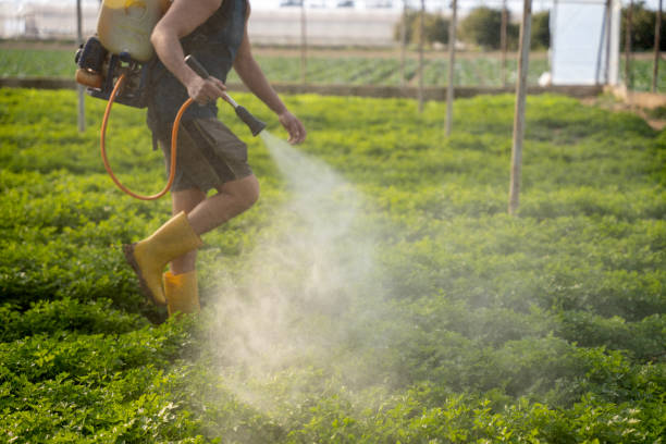 Best Ant Control Services  in Taylor Creek, FL